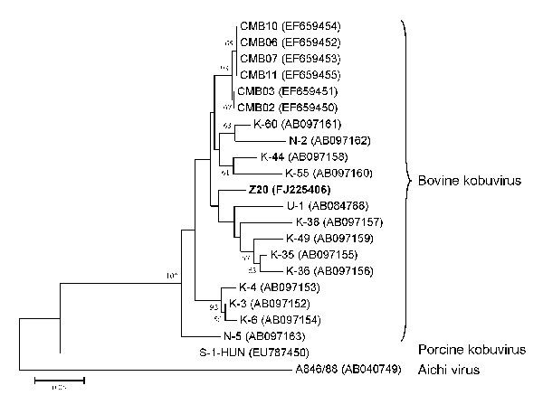 Phylogenetic tree of bovine kobuvirus (kobuvirus/bovine/Aba-Z20/2002/Hungary, in boldface) based on the 455-nt fragment of the kobuvirus 3D regions. The phylogenetic tree was constructed by using the neighbor-joining clustering method with distance calculation and the maximum composite likelihood correction for evolutionary rate with help of MEGA version 4.1 software (10). Bootstrap values (based on 1,000 replicates) are given for each node if &gt;50%. Reference strains were obtained from GenBan