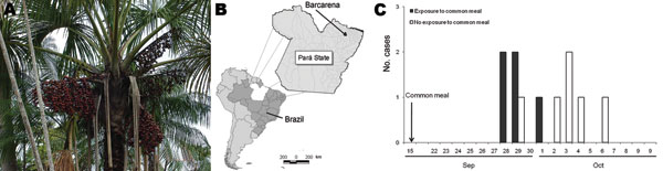 A) Açaí palm and açaí fruit. B) Location of Barcarena in Pará State, Brazil. C) Epidemic curve for 11 case-patients with acute Chagas disease, Barcarena, Brazil, September–October 2006.