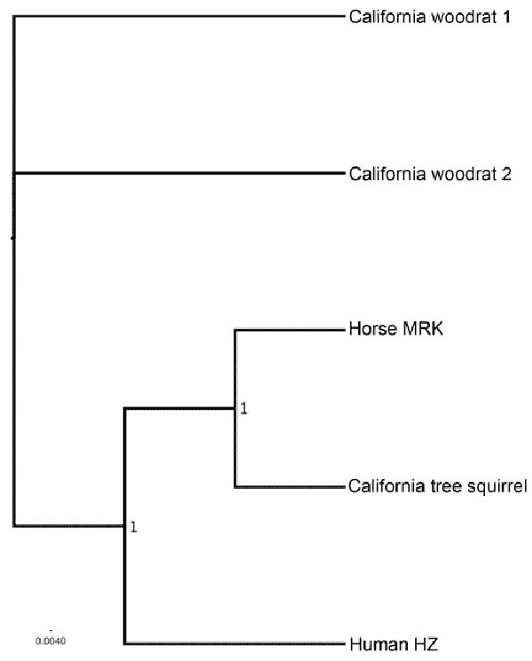 Bayesian phylogeny of the omp1n gene of A. phagocytophilum, with 100,000 iterations. Taxa are 2 woodrats from northern California, the human strain HZ, the California horse strain MRK, and a squirrel from Santa Cruz, CA. Scale bar indicates number of nucleotide substitutions per site.