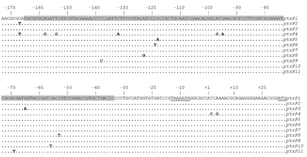 Alleles of pertussis toxin promoter (ptxP) observed worldwide. Bases are numbered –173 to +27 relative to the start of transcription (+1). The region to which 6 dimers of BvgA, the global regulator of B. pertussis virulence genes, bind is shaded. The –10 sequence motif and initiation codon are underlined. The DNA region –370 to –174, not shown here, was devoid of polymorphism. Locations of transcriptional signals and BvgA bindings sites are based on Bartoloni et al. (16).