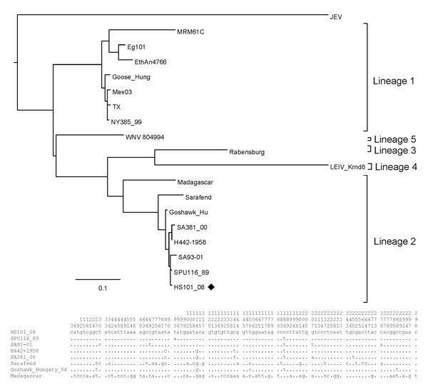 Maximum-likelihood analysis of the E-protein region of a West Nile virus isolate, HS101_08 (black diamond), recovered from horses in 2008 compared with isolates obtained from humans and animals from South Africa and other regions of the world. Nucleotide differences between lineage 2 strains included in the alignment are shown in the summarized alignment below the tree, indicating only unique nucleotides. Vertical numbers above the alignment indicate the position of each variable site on the gen