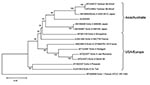 Thumbnail of Phylogenetic tree of viral protein (VP) 1 gene sequences showing the relationship of the Australian echovirus type 4 virus (E4) isolate, AUS250G, to E4 strains, 2 Yanbian strains, and an echovirus type 1 sequence. The tree was constructed in MEGA version 3.0 software (www.megasoftware.net) using the neighbor-joining method with the Kimura 2-parameter model and 1,000 bootstrap replicates. Branch numbers represent bootstrap % values. Scale bar represents nucleotide substitutions per s