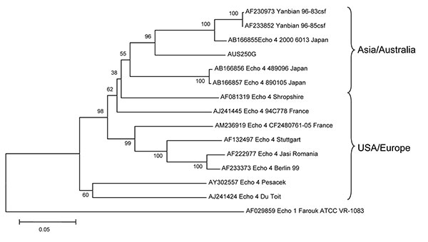 Phylogenetic tree of viral protein (VP) 1 gene sequences showing the relationship of the Australian echovirus type 4 virus (E4) isolate, AUS250G, to E4 strains, 2 Yanbian strains, and an echovirus type 1 sequence. The tree was constructed in MEGA version 3.0 software (www.megasoftware.net) using the neighbor-joining method with the Kimura 2-parameter model and 1,000 bootstrap replicates. Branch numbers represent bootstrap % values. Scale bar represents nucleotide substitutions per site.