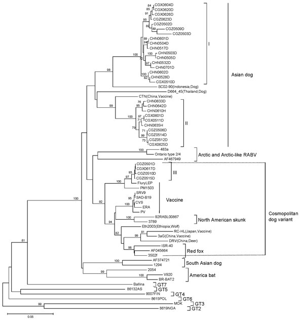 Neighbor-joining phylogenetic tree of 60 specimens of rabies virus (RABV) from the People’s Republic of China, 2005–2007, and different genotypes (GTs) from other areas based on a 720-nt (nt 704–nt 1423) nucleoprotein (N) gene fragment of RABV. Numbers at each node indicate degree of bootstrap support; only those with support &gt;70% are indicated. Scale bar indicates nucleotide substitutions per site.