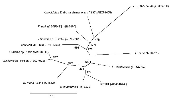 Phylogenetic relationship between Ehrlichia chaffeensis NS101 (in boldface) and other Ehrlichia spp. 16S rRNA gene sequences. GenBank accession numbers are shown in parentheses. Numbers above internal nodes indicate the number of bootstrap replicates of 1,000 that supported the branch. Scale bar indicates percent sequence divergence.