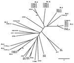 Thumbnail of Unrooted phylogenetic tree showing the genetic relationship of isolates from 7 patients.The genetic relationship of these isolates is shown in relation to each other and to 18 other isolates. AF numbers belong to a collection of &gt;200 isolates, held in Manchester, UK. ATCC, American Type Culture Collection; CBS, Centraalbureau voor Schimmelcultures; FGSC, Fungal Genetics Stock Center. Bootstrap values &gt;90 only are shown. Scale bar indicates nucleotide substitutions per site.