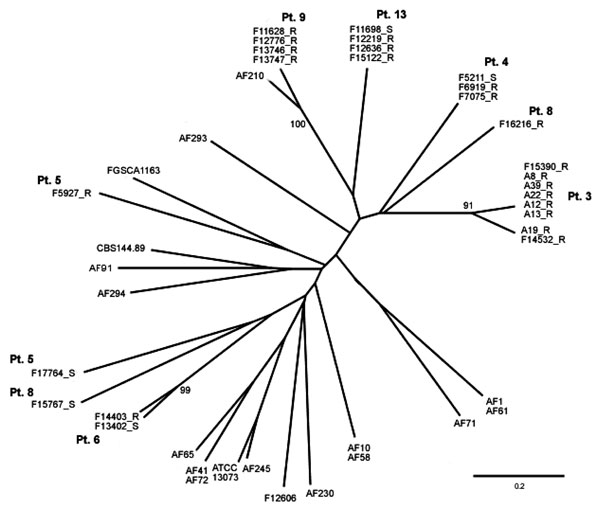 Unrooted phylogenetic tree showing the genetic relationship of isolates from 7 patients.The genetic relationship of these isolates is shown in relation to each other and to 18 other isolates. AF numbers belong to a collection of &gt;200 isolates, held in Manchester, UK. ATCC, American Type Culture Collection; CBS, Centraalbureau voor Schimmelcultures; FGSC, Fungal Genetics Stock Center. Bootstrap values &gt;90 only are shown. Scale bar indicates nucleotide substitutions per site.