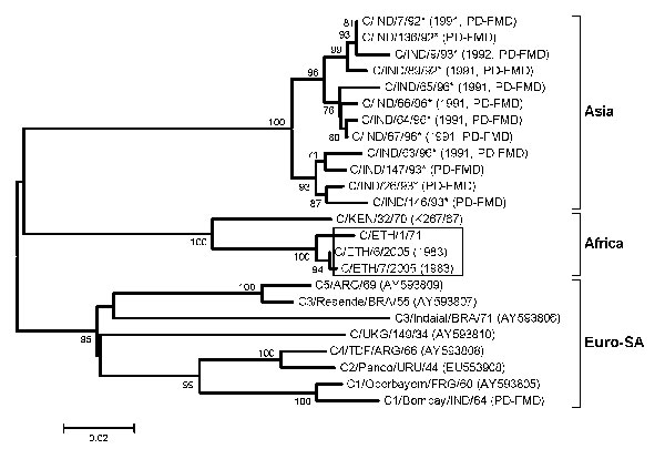 Midpoint-rooted neighbor-joining tree (based on the complete virus protein [VP] 1 coding sequence) showing the relationships between the foot-and-mouth disease virus serotype C isolates from Ethiopia (boxed) and other contemporary and reference viruses. The year in parenthesis indicates the year of sample collection. Scale bar indicates substitutions per site. *Not a reference number assigned by the World Reference Laboratory for Foot-and-Mouth Disease, Pirbright, UK.