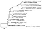 Thumbnail of Unrooted phylogenetic tree based on 16S rRNA gene sequences of Roseomonas spp. Tree was constructed by using MEGA 4.0 software (www.megasoftware.net) and the neighbor-joining method with 1,000 bootstrap replicates. Genetic distances were calculated by using the Kimura 2-parameter correction at the nucleotide level. Bootstrap values &gt;50% are shown. The isolate obtained in this study is shown in boldface. GenBank accession numbers of reference strains are marked after each strain n