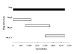 Thumbnail of Pneumocystis jirovecii major surface glycoprotein (Msg) fragments. Lengths of Msg fragments are expressed on a nucleotide scale. MsgA is the amino terminus, MsgB is the middle portion, and MsgC1 is the carboxyl terminus of the protein.