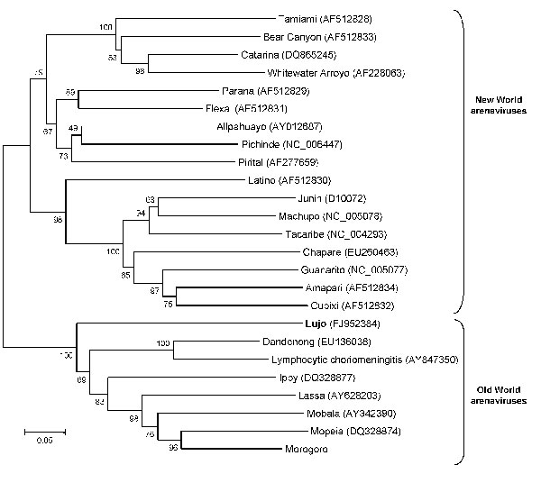 Neighbor-joining tree reconstructed by using bootstrap analysis with 1,000 pseudoreplicate datasets showing the phylogenetic relationship of known arenaviruses (data derived from GenBank) to the novel Lujo arenavirus from southern Africa (boldface), inferred from a 619-nt region of the 5′ end of the nucleoprotein gene. GenBank accession numbers for nucleotide sequence data are shown on the tree. Scale bar indicates 5% divergence.