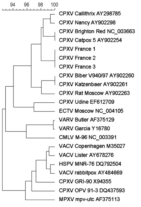Phylogenetic tree based on nucleotide sequences in the hemagglutinin gene. Sequence information corresponds to virus acronym/strain/GenBank accession number. Phylogenetic study was conducted using MEGA software version 4.0 (www.megasoftware.net). Genetic distances were calculated with the pairwise distance method. Phylogenetic tree were constructed with the neighbor-joining method. CPXV, cowpox virus; ECTV, ectromelia virus; VARV, variola virus; CMLV, camelpox virus; VACV, vaccinia virus; HSPV,