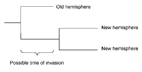 Possible period of invasion from the old hemisphere to the new hemisphere shown in a schematic tree with 2 isolates from the new and 1 from the old hemisphere.