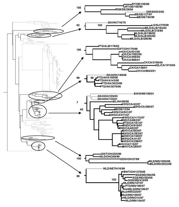 Eurasian clade of the phylogenetic tree for all full-length H6 sequences of avian influenza virus (excluding multiple sequences of the same isolate). Black branches indicate isolates from North America, and gray branches indicate isolates from Eurasia. The 7 subclades that invaded North America and their closest Eurasian related clade and bootstrap values are shown on the right. Abbreviations for strain names are listed in the Technical Appendix Table.