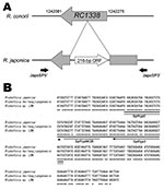 Thumbnail of Unique DNA sequence in the Rickettsia japonica genome that analyzed PCR in this study. A) Comparative genome map of the 216-bp open reading frame (ORF). The R. japonica–specific sequence region (AB437281) in the R. japonica genome and the complete genome sequence of R. conorii strain Malish 7 were compared. The RC1338 DNA sequence and the mapping position data for R. conorii were obtained from the Rickettsia genome database (www.igs.cnrs-mrs.fr/mgdb/Rickettsia). Two solid black arro