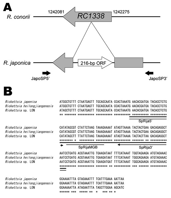 Unique DNA sequence in the Rickettsia japonica genome that analyzed PCR in this study. A) Comparative genome map of the 216-bp open reading frame (ORF). The R. japonica–specific sequence region (AB437281) in the R. japonica genome and the complete genome sequence of R. conorii strain Malish 7 were compared. The RC1338 DNA sequence and the mapping position data for R. conorii were obtained from the Rickettsia genome database (www.igs.cnrs-mrs.fr/mgdb/Rickettsia). Two solid black arrows indicate p