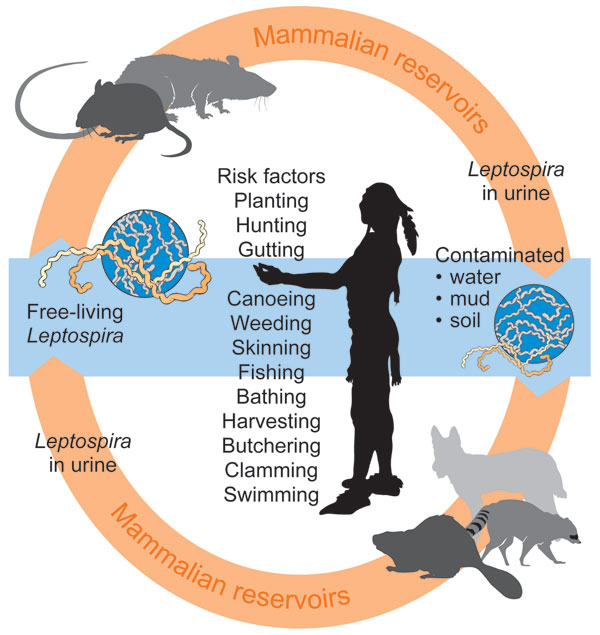 Leptospiral life cycle.