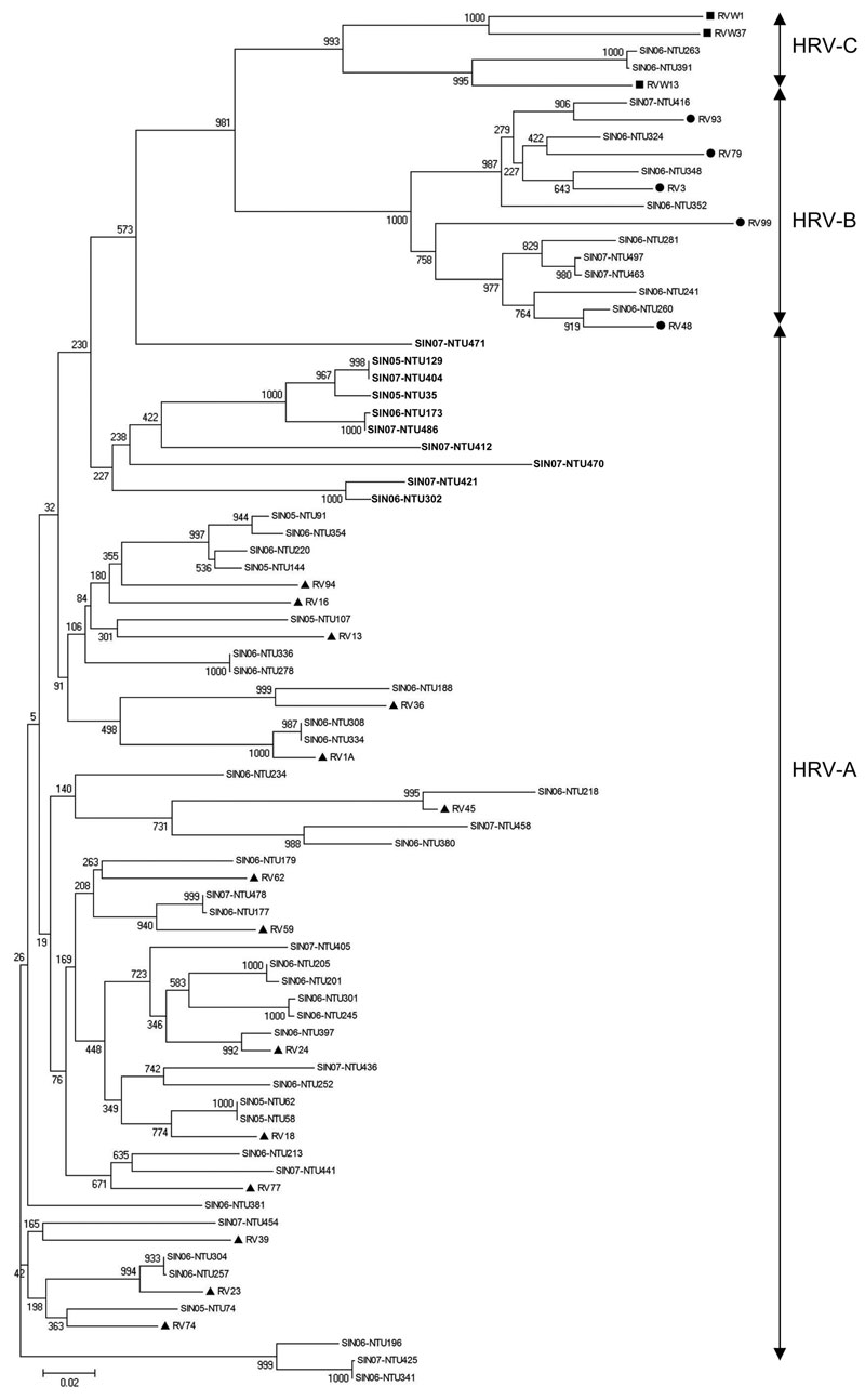 Phylogenetic analysis of human rhinoviruses (HRVs) from Singapore based on nucleotide sequences of the 5′ noncoding region. The tree was constructed by using the neighbor-joining method with 1,000 bootstrapped replicates generated by MEGA version 4 software (9). Sequences (GenBank accession nos. FJ645828–FJ645771) of viruses from Singapore (SIN) are indicated, where the 2 numbers represent the year the specimen was collected, and NTU (Nanyang Technological University) followed by 3 numbers represents the specimen number. Representative strains of HRV-C are indicated by squares, HRV-B by circles, and HRV-A by triangles. RV indicates rhinovirus strains, followed by the serotype no. These sequences were obtained from the report by Lee et al. (3). Boldface indicates a cluster of 10 HRV-A strains that diverged from reference HRV-A strains. Scale bar indicates nucleotide substitutions per site.