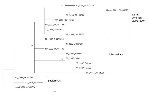 Identification of West Nile virus (WNV) in Puerto Rico. WNV premembrane-envelope maximum likelihood phylogenetic tree of WNV isolates collected from 1998 through 2007, demonstrating the relationship of viruses from Puerto Rico to other lineage I isolates. Viruses are labeled by place and year of isolation and GenBank accession no. FJ799714–FJ799717 (Fiji). Clade names are consistent with those used by Davis et al. (14). Numbers indicate the neighbor-joining bootstrap values for groups in the tree and are shown when &gt;70. Scale bar indicates nucleotide substitutions per site.