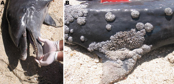 Extensive lobomycosis-like disease on the beak (A) and dorsal fin (B) of a bottlenose dolphin (Tursiops truncatus) stranded on Margarita Island, Venezuela.