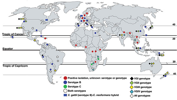 Worldwide isolations of Cryptococcus gattii from human clinical, veterinary, and environmental sources. Circles indicate serotype information, diamonds indicate genotype information, and rectangles indicate hybrids between C. gattii and C. neoformans. Existing reports and survey are patchy, and several areas between positive regions share tree species (Table 2) and climatic conditions and would most likely harbor the pathogen. Thus, C. gattii is likely to be more widely distributed than document