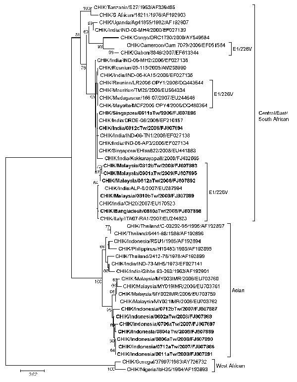 Phylogenetic relationships of chikungunya virus (CHIKV) isolates from 14 imported cases of chikungunya, Taiwan, 2006–2009. The tree was constructed on the basis of partial envelope 1 (E1) nucleotide sequences (836 bp, nt positions 10264–11099 of the prototype CHIKV S27 genomic sequence) of 49 CHIKV strains. Sequences obtained in this study are indicated in boldface. CHIKV strains with the E1-A226V mutation are indicated. Genotypes are indicated on the right. Viruses were identified by using the