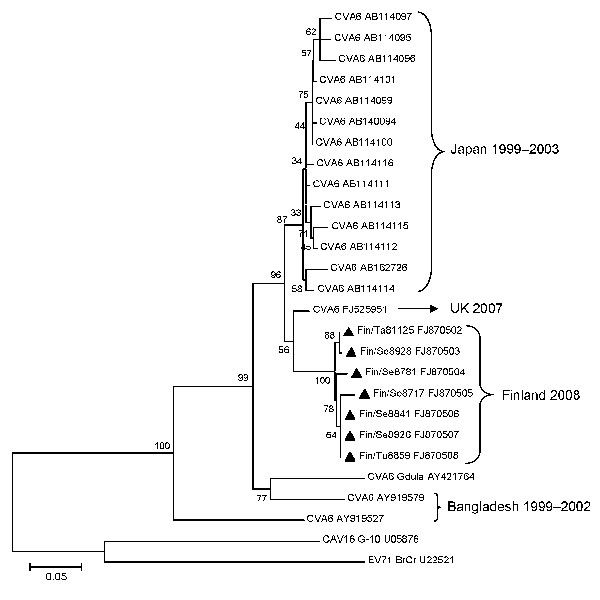 Phylogenetic analysis of coxsackievirus (CV) A6 partial (289 bp) viral protein 1 sequences showing the relationships between the recent clinical CVA6 samples isolated in Finland (triangles), selected CVA6 isolates from GenBank, and prototypes of CVA6, CVA16, and enterovirus (EV) 71. GenBank accession numbers are included. Scale bar indicates nucleotide substitutions per position.