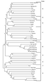 Thumbnail of Phylogenetic relationship of Zika virus to other flaviviruses based on nucleic acid sequence of nonstructural viral protein 5, with permission from Dr Robert Lanciotti (1). Enc, encephalitis; ME, meningoencephalitis.