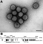 Thumbnail of A) Electron micrograph of adenovirus particles isolated from Pipistrellus pipistrellus bat 199/07, Germany. Negatively stained with 1% uranyl acetate. Virus particles were 70–90 nm in diameter with an icosahedral shape. Scale bar = 100 nm. B) Schematic representation of the genomic fragments obtained from bat adenovirus 2 (GenBank accession no. FJ983127) in correspondence to canine adenovirus 2 strain Toronto A26/61 (GenBank accession no. U77082). Genomic fragments were generated by