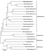 Thumbnail of Phylogenetic tree constructed by using a multiple alignment of ≈550-bp amplicons, consisting of the partial DNA polymerase gene of the novel bat adenovirus 2 strain Pipistrellus pipistrellus virus 1 (in boldface; GenBank accession no. FJ983127) and selected members of the family Adenoviridae, Germany. Alignment was analyzed with the neighbor-joining method and p-distance model in MEGA4 (www.megasoftware.net). Bootstrap values (1,000 replicates) &gt;35% are indicated at the branch no