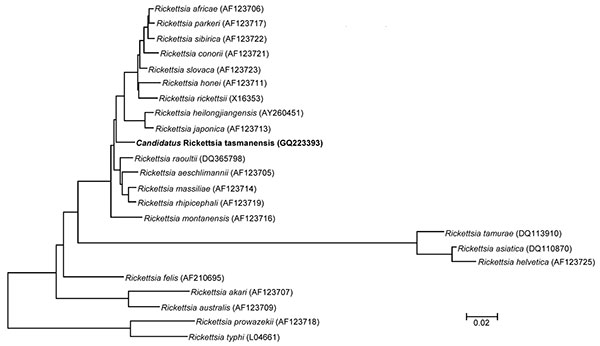 Phylogenetic tree showing the relationship of a 4,834-bp fragment of the outer membrane protein B gene of Candidatus Rickettsia tasmanensis (in boldface) among all validated rickettsia species. The tree was prepared by using the neighbor-joining algorithm within the MEGA 4 software (10). Bootstrap values are indicated at each node. Scale bar indicates 2% nucleotide divergence.