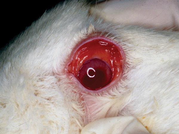 Conjunctival erythema in affected doe.
