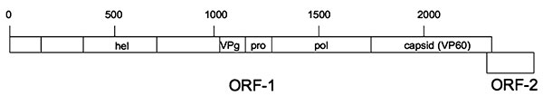 Schematic genomic organization of Michigan rabbit calicivirus consistent with a Lagovirus in the family Caliciviridae. Lagoviruses contain an initial large open reading frame (ORF), ORF-1 encoding a polypeptide that overlaps with a smaller ORF, ORF-2. Numbering indicates the corresponding amino acid codons predicated from the genomic sequence. hel, helicase; Vpg, virion protein, linked to genome; pro, protease; pol, polymerase; capsid (VP60), capsid protein VP60.
