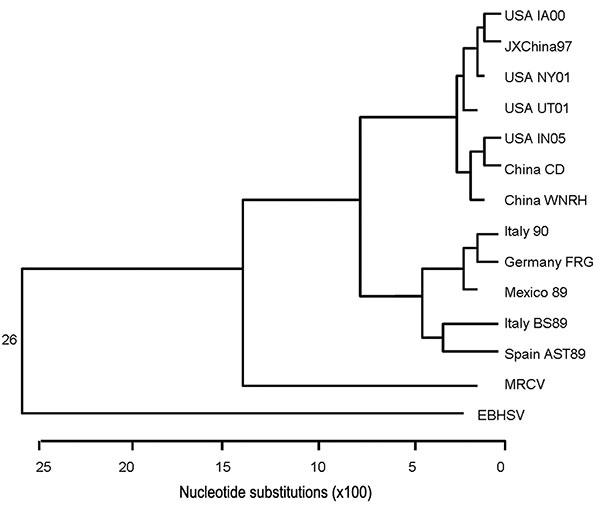 Dendrogram constructed for comparison of open reading frame 1 polypeptide genomic sequence minus the capsid sequence. The geographically and numerically named species are strains of rabbit hemorrhagic disease virus. MRCV, Michigan rabbit calicivirus; EBHSV, European brown hare syndrome virus.