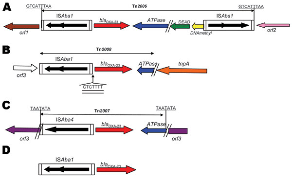 Genetic structures associated with the blaOXA-23 gene of Acinetobacter baumannii. A) Tn2006 from isolates 240, 512, 810, 859, 883 and AUS (ST22/ST2). B) Tn2008 from isolate 614. C) Tn2007 from isolates Ab14, BEL, and DOS. D) ISAba1 from isolates AS3, 1190, 861, and 877. Boundaries of Tn2006, Tn2007, and Tn2008 are indicated with the target site duplication likely generated by transposition events underlined. The 7-bp difference in the site of insertion of ISAba1 for isolate 614 is double-underli