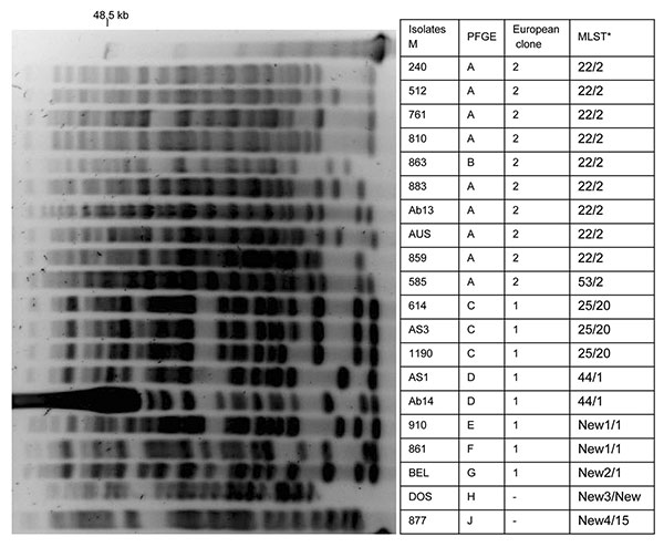 Pulsed-field electrophoresis (PFGE) profiles of ApaI-digested genomic DNA from strains of Acinetobacter baumannii. PFGE types, European clone types, and multilocus sequence typing (MLST) results are shown. *ST, sequence type determined by Bartual et al. (19) compared with ST determined by Nemec et al. (20). Lane M, molecular size markers (48.5 kb).