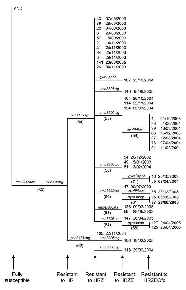 Phylogenetic history of the largest multidrug-resistant tuberculosis (MDR TB) cluster, South Africa, 2003–2005. Genetic data from isolates from 40 of the 42 case-patients were analyzed. The phylogenetic tree was constructed by using the neighbor joining algorithm (PAUP 4.0*; Sinauer Associates, Sunderland, MA, USA) and was rooted to the H37Rv wild-type DNA sequence (ANC) (20). The gene and the codon conferring resistance are indicated at the internal node where they occurred. Bootstrap values ar