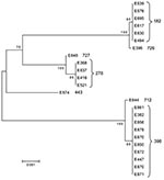 Thumbnail of Dendrogram of the 24 enterotoxigenic Escherichia coli strains from Guatemala and Mexico included in the study, showing multilocus sequence type. Sequences were assembled with BioEdit and aligned using ClustalX within BioEdit (12). The dendogram represents the relationship of a concatenation of the sequences from each strain and was constructed by using MEGA 3.1 (13). Phylogenetic reconstructions were created by using the neighbor-joining method with the Kimura 2-parameter substituti