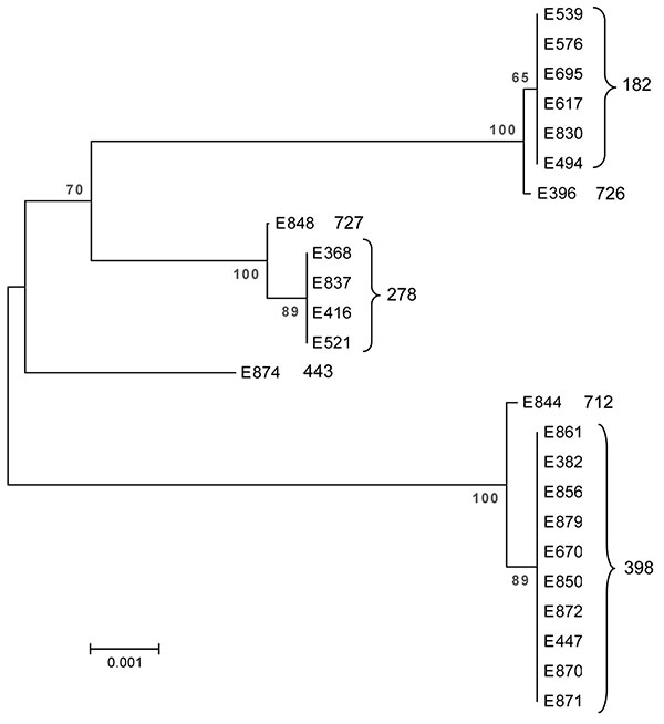 Dendrogram of the 24 enterotoxigenic Escherichia coli strains from Guatemala and Mexico included in the study, showing multilocus sequence type. Sequences were assembled with BioEdit and aligned using ClustalX within BioEdit (12). The dendogram represents the relationship of a concatenation of the sequences from each strain and was constructed by using MEGA 3.1 (13). Phylogenetic reconstructions were created by using the neighbor-joining method with the Kimura 2-parameter substitution model, usi