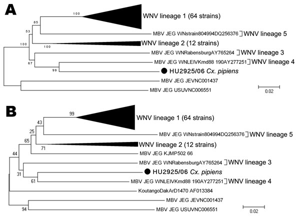 Phylogenetic tree of 79 WNV isolates by the neighbor-joining method and distance-p model on MEGA3.1 (www.megasoftware.net/mega_dos.html). Bootstrap values correspond to 1,000 replications. A) Analysis of a 1,813-nt fragment of the nonstructural protein 5 (NS5) gene. B) Analysis of the 800-nt fragment of the NS5 gene. KOUV (strain DakArD1470, AF013384) and Malaysia (strain KUN MP502–66, GU047874) (boldface) were also used to obtain this tree. Scale bars indicate nucleotide substitutions per site.