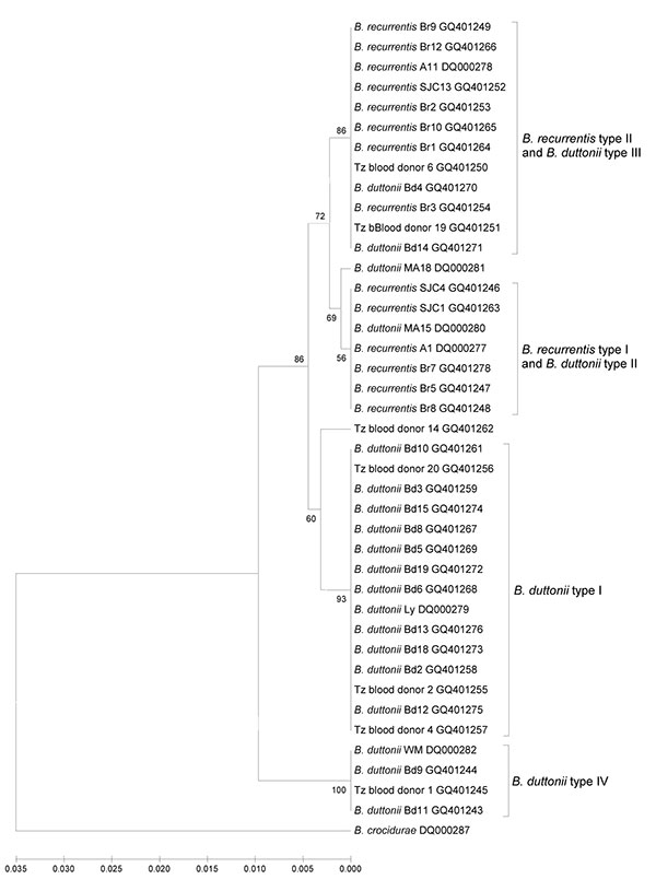 Phylogenetic tree of intragenic space sequences showing 2 groups among Borrelia recurrentis and 4 groups among B. duttonii. Tree created by using the unweighted pair group method with arithmetic mean. The B. recurrentis groups overlap with B. duttonii groups. Scale bar indicates nucleotide substitutions per site. Tz, Tanzania.