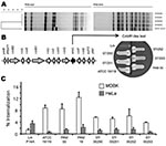 Thumbnail of Characterization of the Listeria ivanovii subsp. ivanovii isolates from a 55-year-old man with gastroenteritis and bacteremia. A) The 4 isolates, 07/00250, 07/00251, and 07/00252 from blood, and 07/00253 from feces, were analyzed by pulsed-field gel electrophoresis (PFGE) with ApaI and SmaI restriction enzymes (9). The L. ivanovii subsp. ivanovii type strain American Type Culture Collection (ATCC) 19119 was used as control. Profiles were compared according to band positions by using