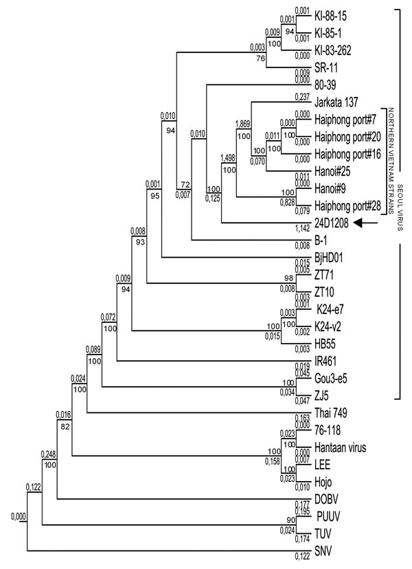 Phylogenetic tree (CLC-Combined Workbench 3) showing partial sequences of the medium segment (nt 810–2355). The newly identified Seoul virus (SEOV) was denoted as 24D1208 (arrow). The M segment sequences of the reference strains are: SEOV strains KI-88-15 (D17594), KI-85-1 (D17593), KI-83-262 (D17592), SR11 (M34882), 80–39 (S47716), Jakarta137 (AJ620583), Haiphong port #7 (AB355728), Haiphong port #20 (AB355730), Haiphong port #16 (AB355729), Hanoi #25 (AB355733), Hanoi #9 (AB355732), Haiphong p