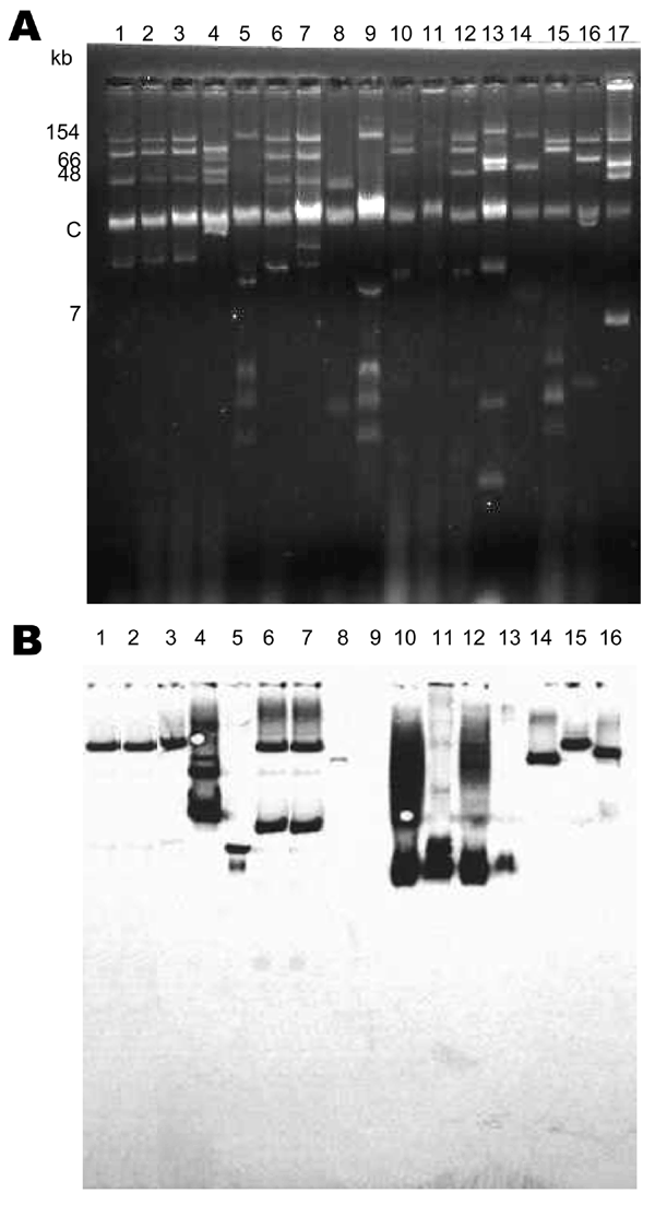 A) Plasmid extractions of culture of clinical Klebsiella pneumoniae isolates that produce β-lactamase blaKPC-2 gene. B) Southern hybridization of transferred plasmid extraction, conducted with an internal probe for blaKPC-2. Lane 1, K. pneumoniae YC (11); lane 2, K. pneumoniae GR (21); lane 3, K. pneumoniae K271 (25); lane 4, K. pneumoniae KN2303 (13); lane 5, K. pneumoniae KN633 (13); lane 6, K. pneumoniae INC H1521-6; lane 7, K. pneumoniae INC H1516-6; lane 8, K. pneumoniae HPTU 27635; lane 9,