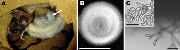 A) Myotis myotis bat found in a cave on March 12, 2009, in France, showing white fungal growth on its nose (arrow). B) Fungus colony on malt extract medium after incubation for 3 weeks at 10°C. Scale bar = 1 cm. C) Clusters of unstained spores of Geomyces destructans. Spores in the inset were stained with lactophenol cotton blue, which shows the truncate spore base (arrows) and surface granulation. Scale bars = 10 µm.