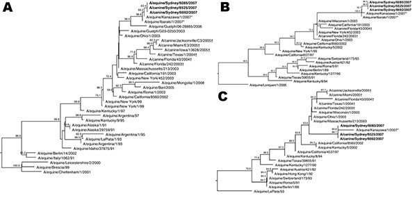 Phylogenetic trees of influenza subtype H3N8 viruses showing analyses conducted on A) hemagglutinin genes, B) neuraminidase genes, and C) matrix genes. Sequences from dogs are from the same animal on successive days. Boldface indicates viruses identified in dogs and horses in Australia, 2007, asterisks (*) indicate viruses from horses in Japan, and daggers (†) indicate viruses from dogs in the United States. Bootstrap values &gt;50 are indicated at branch nodes. Bootstrap trials = 1,000; seed =