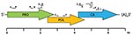 Thumbnail of Schematic genome organization of human astrovirus Puget Sound (HAstV-PS). Arrows represent the 3 open reading frames of the 6,584-nt single-strand, positive-sense genome. Bars above the schematic indicate the 12 contiguous fragments (contigs A–L) generated through unbiased high-throughput sequencing. PCR primers for amplification across sequence gaps were designed based on the unbiased high-throughput sequencing data, and the draft genome was resequenced by overlapping PCR products