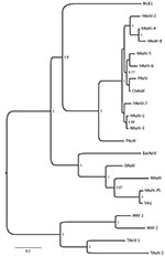 Thumbnail of Phylogenetic analysis of full-length capsid protein sequences showing the relationship between human astrovirus Puget Sound (HAstV-PS) identified in brain of 15-year-old boy with X-linked agammaglobulinemia and encephalitis and other astroviruses. GenBank accession numbers in parentheses: MLB1 (FJ22245), VA1 (FJ973620), HAstV-1 (AB000295), HAstV-2 (L06802), HAstV-3 (DQ630763), HAstV-4 (AB025803), HAstV-5 (U15136), HAstV-6 (Z46658), HAstV-7 (Y08632), HAstV-8 (Z66541), MAstV (AY179509