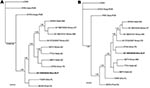 Thumbnail of Phylogenetic relationships among 11 North American arenaviruses based on Bayesian analyses of A) glycoprotein precursor gene sequences and B) nucleocapsid protein gene sequences. The number(s) at the nodes are clade probability values, a single 1.00 indicates that the clade probability values for both analyses were 1.00, and clade probability values &lt;0.93 were not included in the phylograms. The branch labels include (in the following order) virus, host species, and state. BBTV,