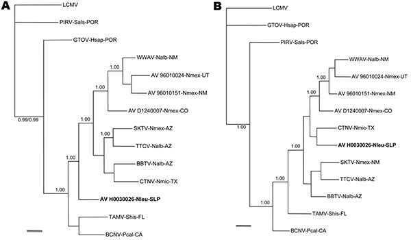 Phylogenetic relationships among 11 North American arenaviruses based on Bayesian analyses of A) glycoprotein precursor gene sequences and B) nucleocapsid protein gene sequences. The number(s) at the nodes are clade probability values, a single 1.00 indicates that the clade probability values for both analyses were 1.00, and clade probability values &lt;0.93 were not included in the phylograms. The branch labels include (in the following order) virus, host species, and state. BBTV, Big Brushy Ta